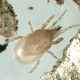 hypoaspis